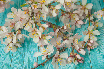 Fototapeta na wymiar Spring blossom almond on wood background. copy space