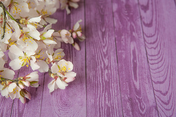 Fototapeta na wymiar fruit tree flowers on lilac wooden background.