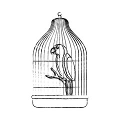 cute bird parrot in cage mascot vector illustration design