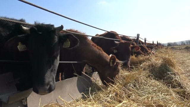 On a sunny day Cows on the farm eat hay