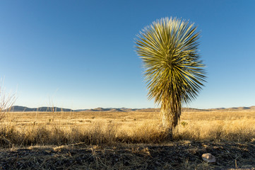 Yucca at City of Rocks State Park, NM, USA