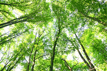 forest trees, look up, sunshine