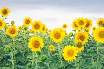 Obraz premium Beautiful landscape with sunflower field