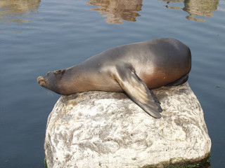 Sea Lion at Dolfinarium in Harderwijk, NLD