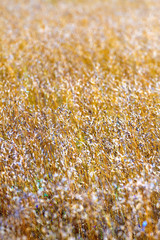 Flower grass blooming and dead