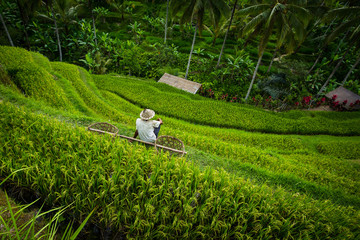 Rice terrace worker with baskets - Tegallalang, Bali - 140724555