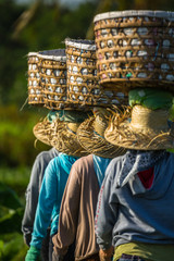 Farm workers in Asia balancing baskets on their heads