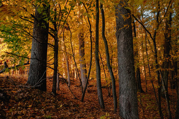 Fototapeta premium Light up the hill