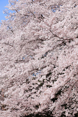 さくら