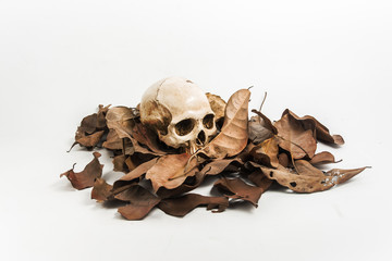 Skull with Dry leaf on white background