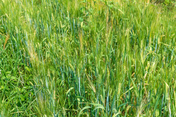 Obraz premium The barley rice