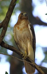 Hawk bird animal