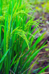 Beautiful green rice field - background