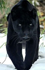 Panther black