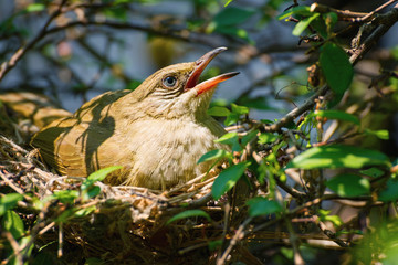 Mama Bird with its Baby on a Tree in a Nest