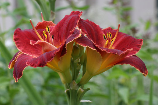Fototapeta Double hemerocallis./On runaway there are symmetrically located two claret flowers of a day lily.