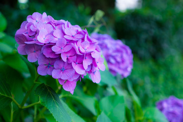 Fototapeta premium Hydrangea Flowers,in Kokubunji,Musashino,Tokyo,Japan