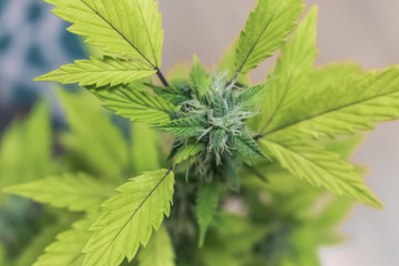 Flowering Cannabis Plant