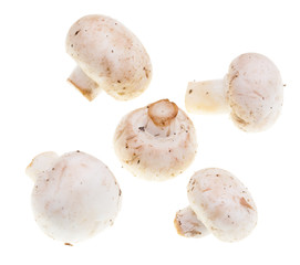 White mushrooms champignons