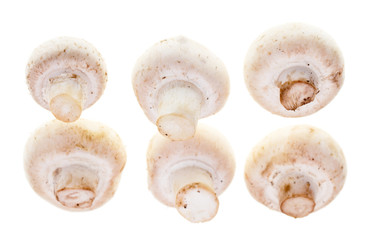White mushrooms champignons