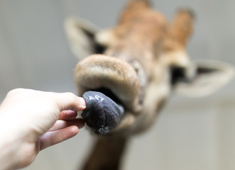 Portrait of a giraffe with tongue