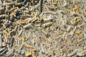 coral stone at Koh Nang Yuan,Koh Tao,Suratthani provincem in the Gulf of Thailand