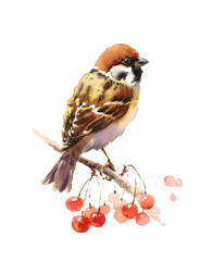 Watercolor Bird Sparrow on the Branch with Berries Hand Drawn Fall Illustration isolated on white background - 140731184