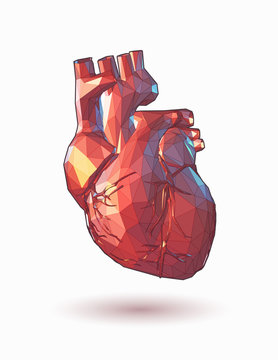 Low poly human heart illustration
