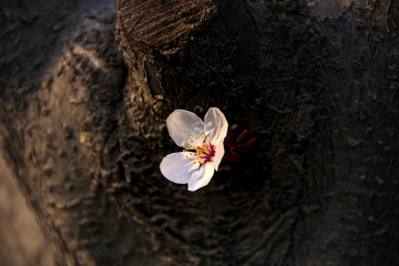 Plum blossom from the bitter cold