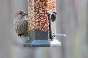Naklejka premium House Finch, female bird feeding at a bird feeder.