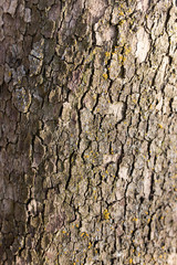 Tree bark poplar on nature