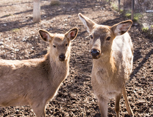 Deer in the park on nature in winter