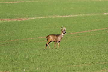 Roes in meadow -Roes  graze in the meadow in the middle.