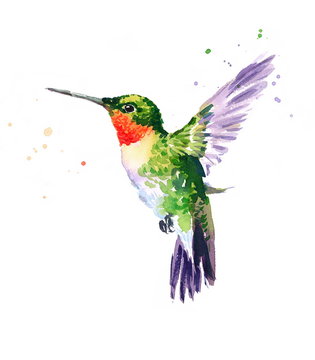 Watercolor Bird Hummingbird Flying Hand Drawn Summer Garden Illustration isolated on white background