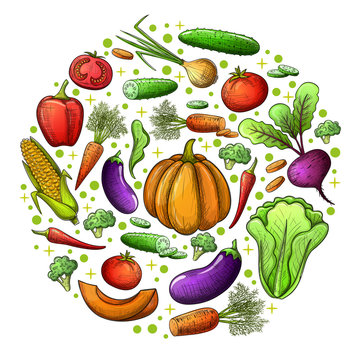 Colorful sketch style set of vegetables icons. Eco organic fresh template with vegetables for the decoration of menu. Vector.