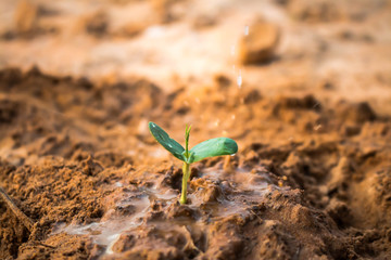 Plant trees to eliminate drought.