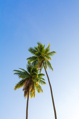 Two coconut tree with blue sky background
