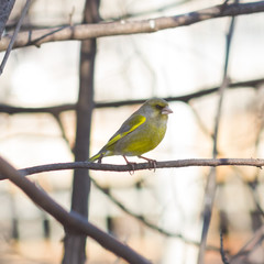 Male European Greenfinch, Carduelis chloris, close-up portrait on branch, selective focus, shallow DOF