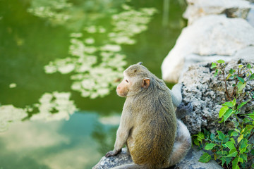 Obraz premium The monkey was sitting on a rock