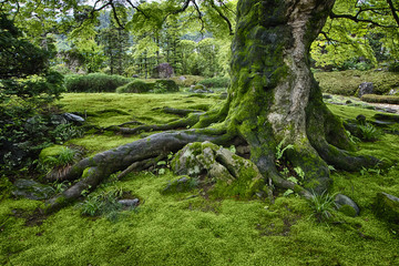 苔むす巨木