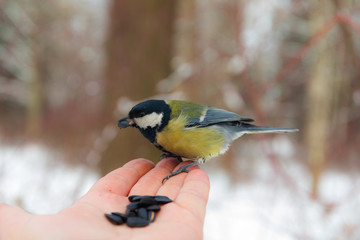 tit eats sunflower seeds