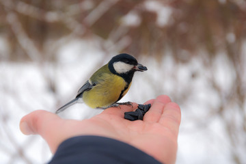 Seed in the beak