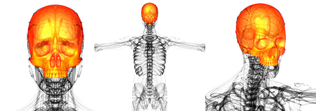 3D Rendering Medical Illustration Of The Upper Skull