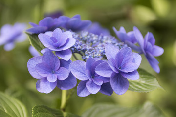 Obraz premium 紫陽花 薔薇 その他