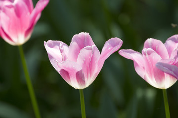 チューリップ