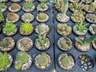 Many cactus species in pots.