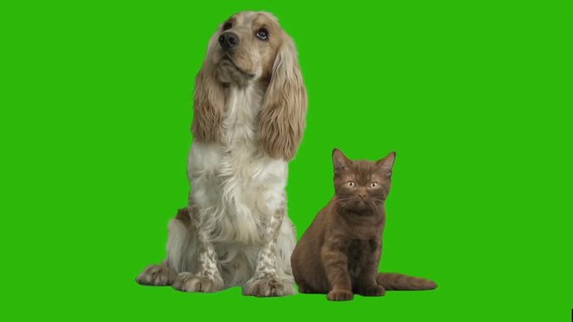 English cocker spaniel and kitten on green screen