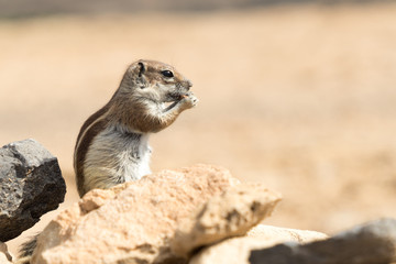 Squirell (Atlashörnchen) füttern auf Fuerteventura ein Schädling oder ein Touristenmagnet?