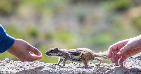 Squirell (Atlashörnchen) füttern auf Fuerteventura ein Schädling oder ein Touristenmagnet?