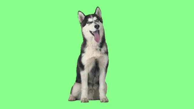 Funny husky sitting and looking up on green screen